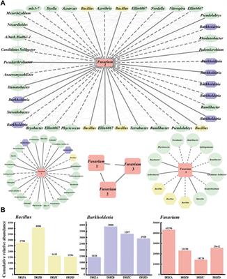 Microbiome analysis and biocontrol bacteria isolation from rhizosphere soils associated with different sugarcane root rot severity